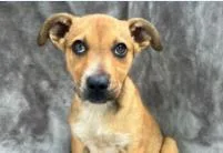 A baby medium-sized female Mixed Breed dog named Barkarita for adoption in West Chester, PA