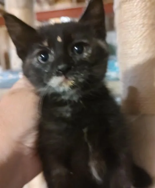 A baby small-sized female Domestic Short Hair cat named Marble Rye for adoption in Brighton, CO