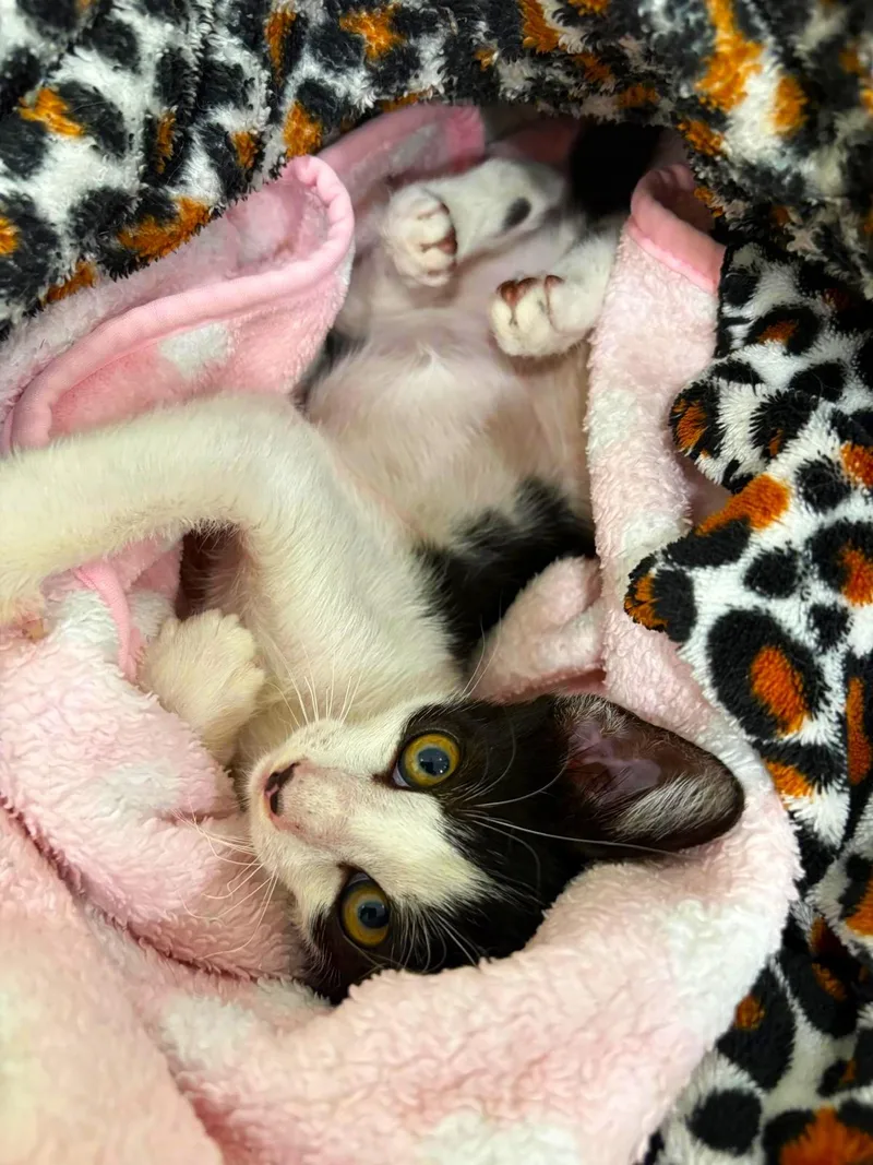 A baby small-sized male Black & White / Tuxedo Tuxedo cat named Sparky for adoption in Margate, FL