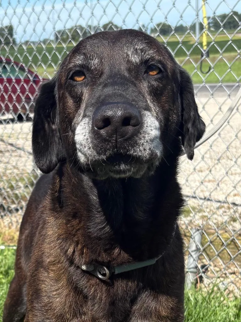 An adult medium-sized male Labrador Retriever dog named Peter for adoption in Hartford City, IN