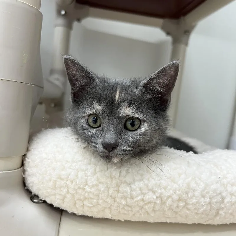 A baby small-sized female Gray / Blue / Silver Domestic Short Hair cat named Storm for adoption in Delaware, OH