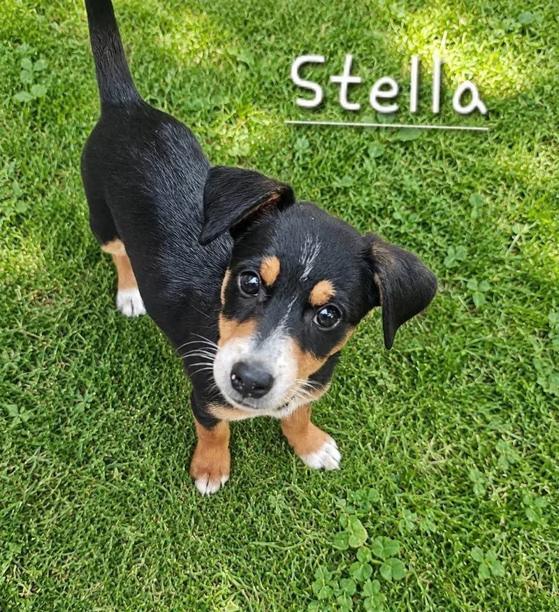 A baby medium-sized female Brown / Chocolate Mixed Breed dog named Stella for adoption in Dorr, MI