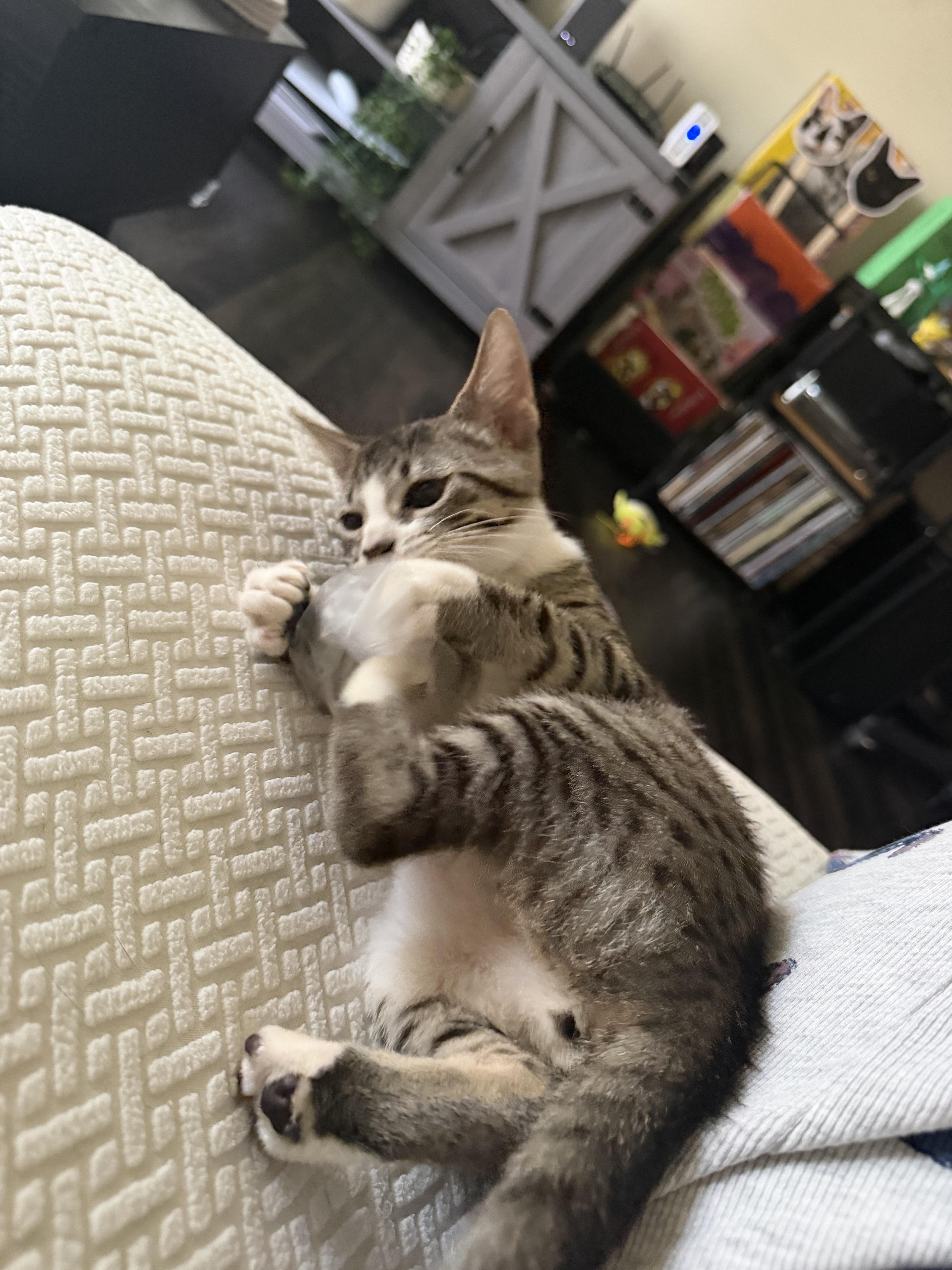 A baby small-sized female Tabby (Gray / Blue / Silver) Domestic Short Hair cat named Louies for adoption in Coconut Creek, FL