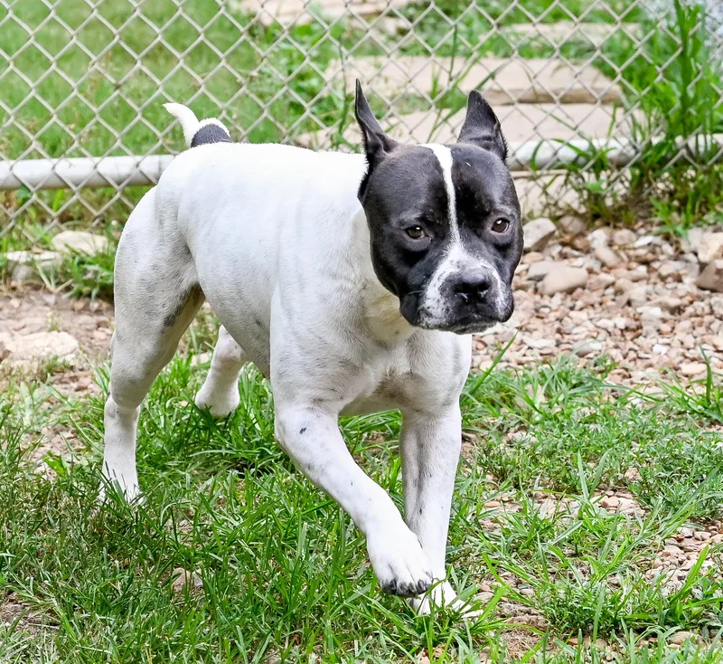 An adult large-sized male Black Boxer dog named Gouda for adoption in Chattanooga, TN