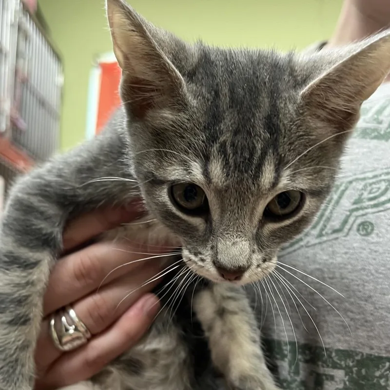 A baby small-sized male Gray / Blue / Silver Domestic Short Hair cat named Coal for adoption in Kyle, TX
