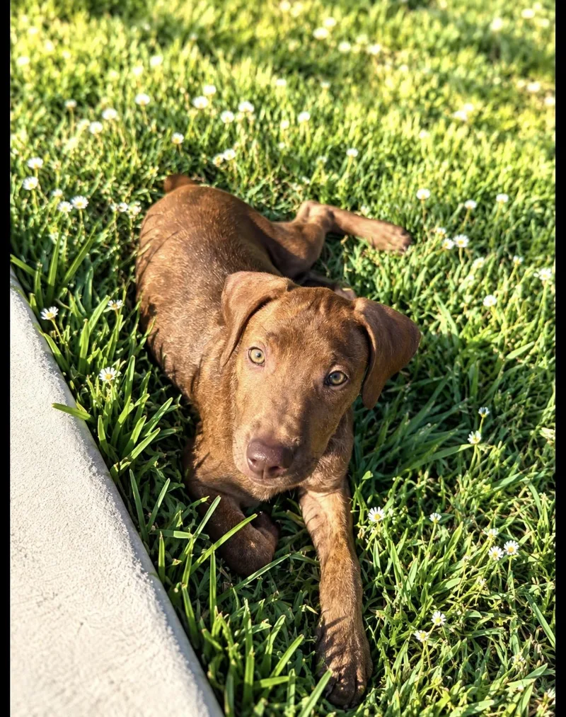 A baby medium-sized female Labrador Retriever dog named Tilly for adoption in Helotes , TX