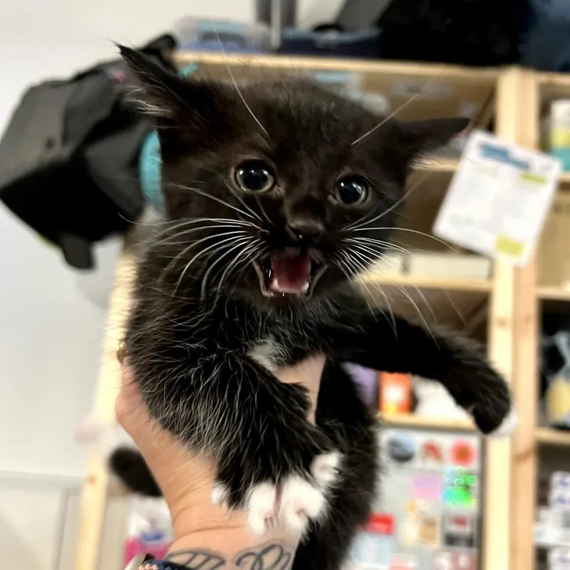Cat In The Hat