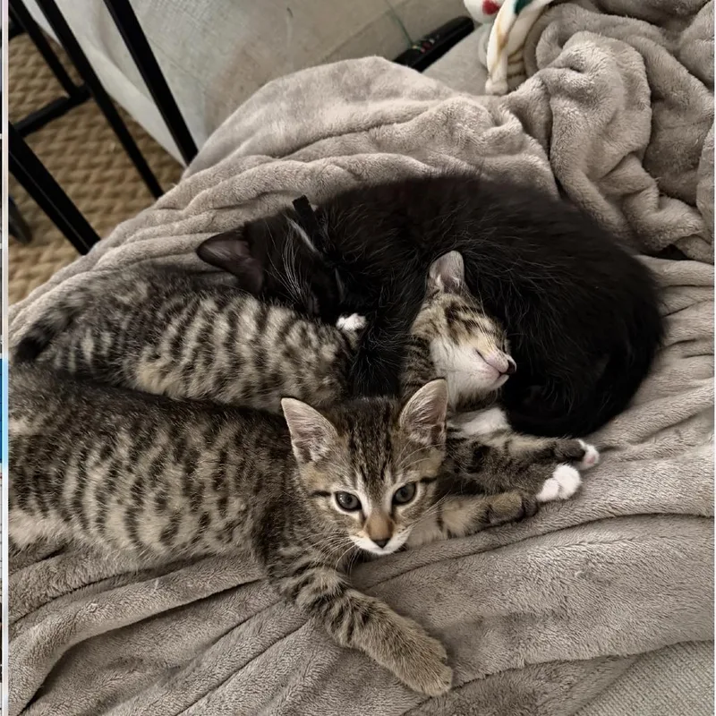 Cat In The Hat thumbnail 3