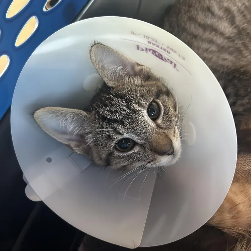 A baby small-sized male Black Domestic Short Hair cat named Phyllis FKA Priya for adoption in Leander, TX