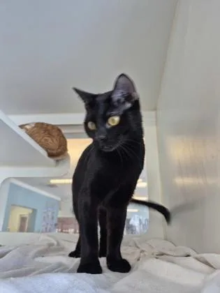 A young small-sized female Domestic Short Hair cat named Janet Jackson for adoption in Columbus, IN