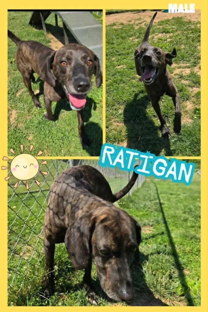 Ratigan