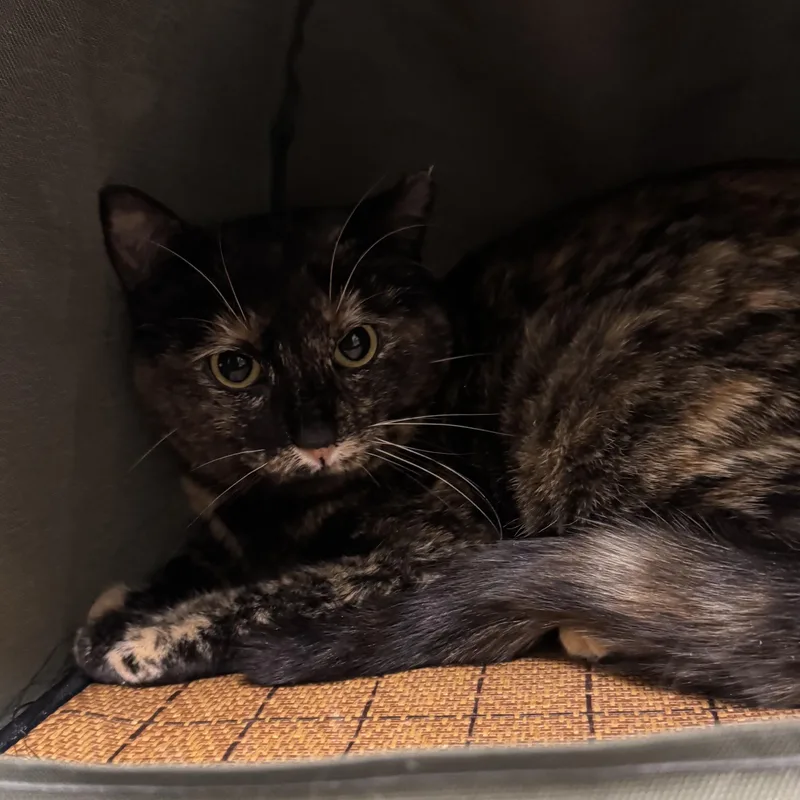 A young medium-sized female Tortoiseshell Domestic Short Hair cat named Lois for adoption in Fall River, MA