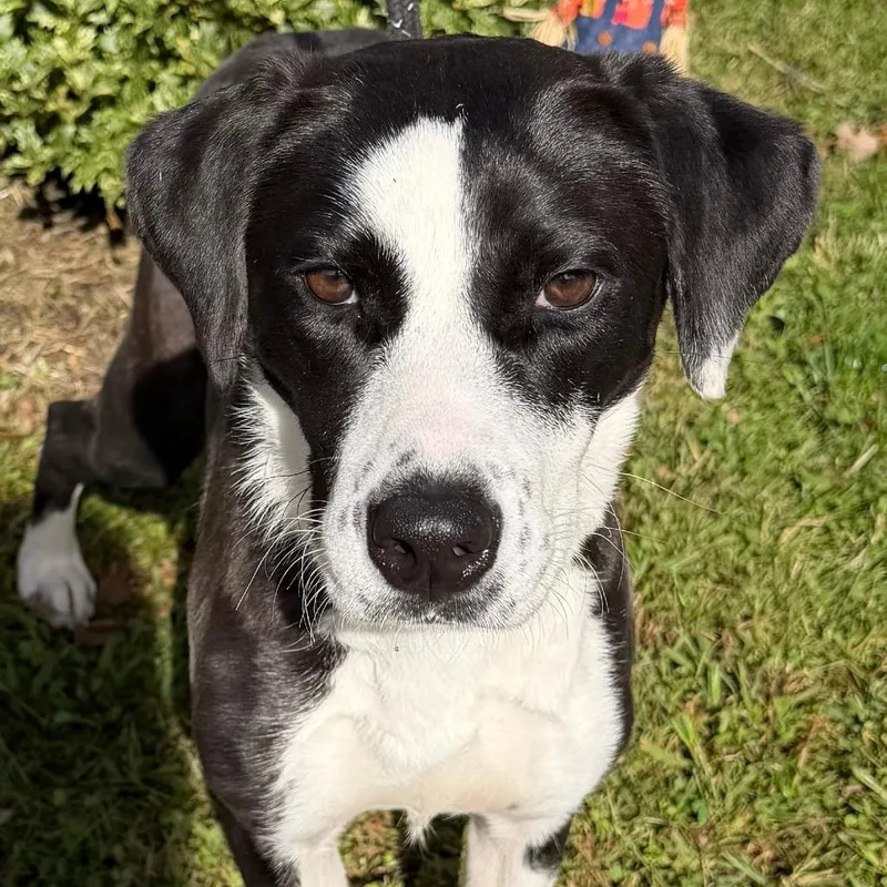A young medium-sized female Labrador Retriever dog named Peggy for adoption in Calverton, NY
