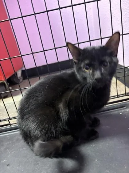 A baby small-sized female Domestic Short Hair cat named 61579032 for adoption in El Paso, TX