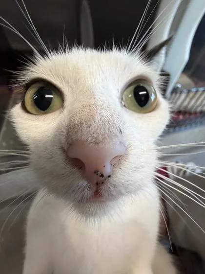 An adult medium-sized female Domestic Short Hair cat named Goose for adoption in Lafayette, IN