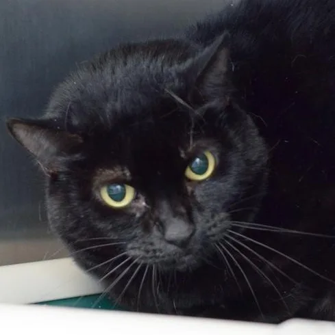 An adult large-sized female Black Domestic Short Hair cat named Tiny for adoption in Sanford, FL