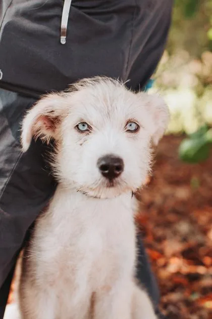 A young medium-sized female Irish Wolfhound dog named B Syrup for adoption in North Charleston, SC
