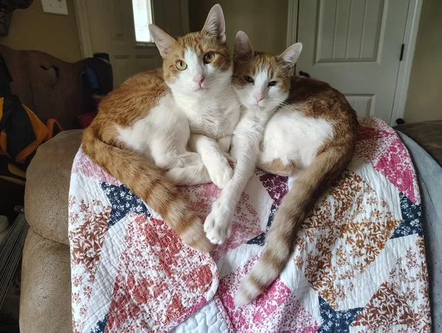An adult medium-sized male Orange & White Domestic Short Hair cat named Ray & Lee for adoption in Falmouth, ME