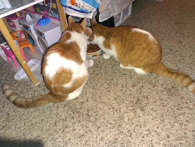 Ray & Lee thumbnail 5