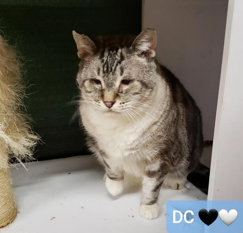 A senior medium-sized male Tabby (Gray / Blue / Silver) Siamese cat named Dc for adoption in Sherwood, OR