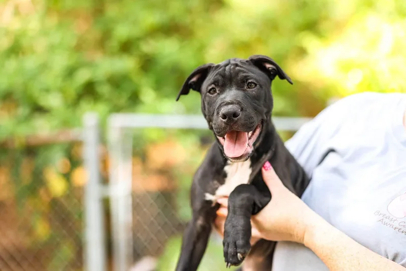 A baby medium-sized male Black Pit Bull Terrier dog named Pepi for adoption in Raeford, NC