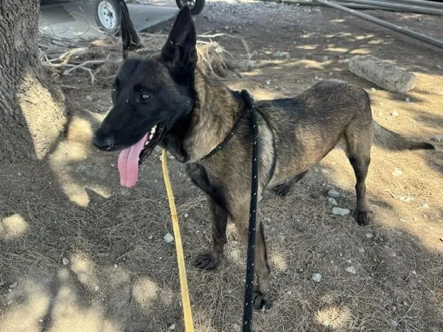 An adult large-sized male Belgian Shepherd / Malinois dog named Rudy for adoption in Salinas, CA