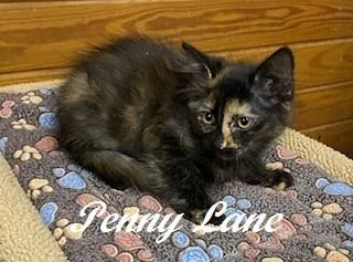 Penny Lane
