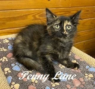 Penny Lane thumbnail 2