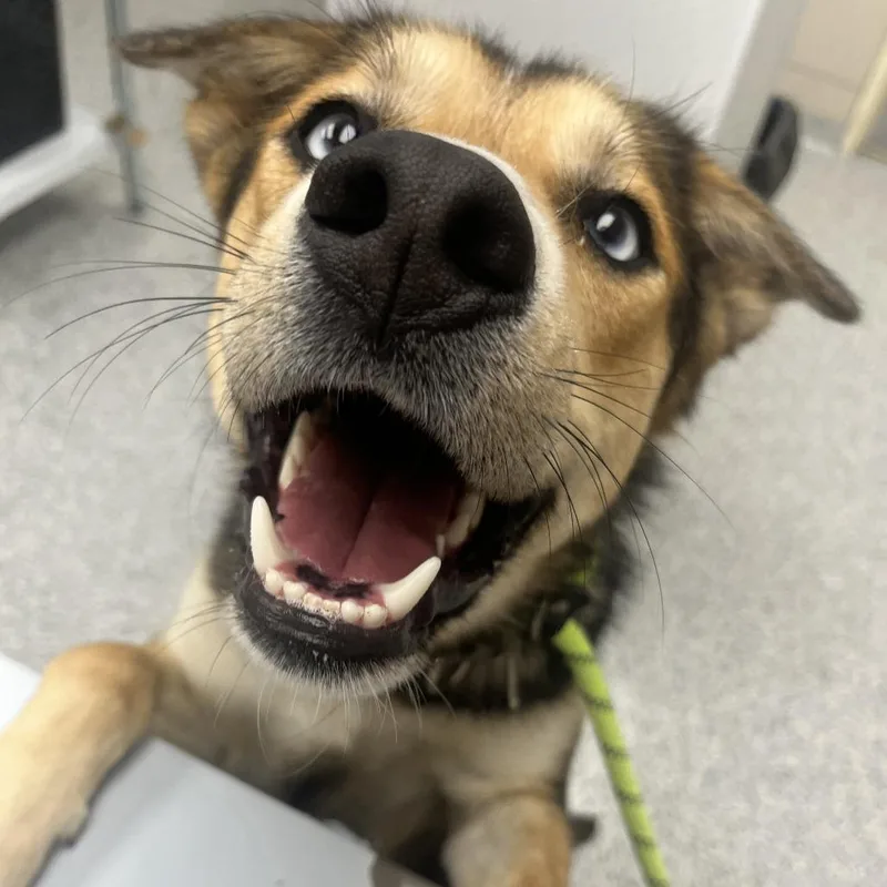 An adult medium-sized male Australian Shepherd dog named Bluey for adoption in Chicago, IL