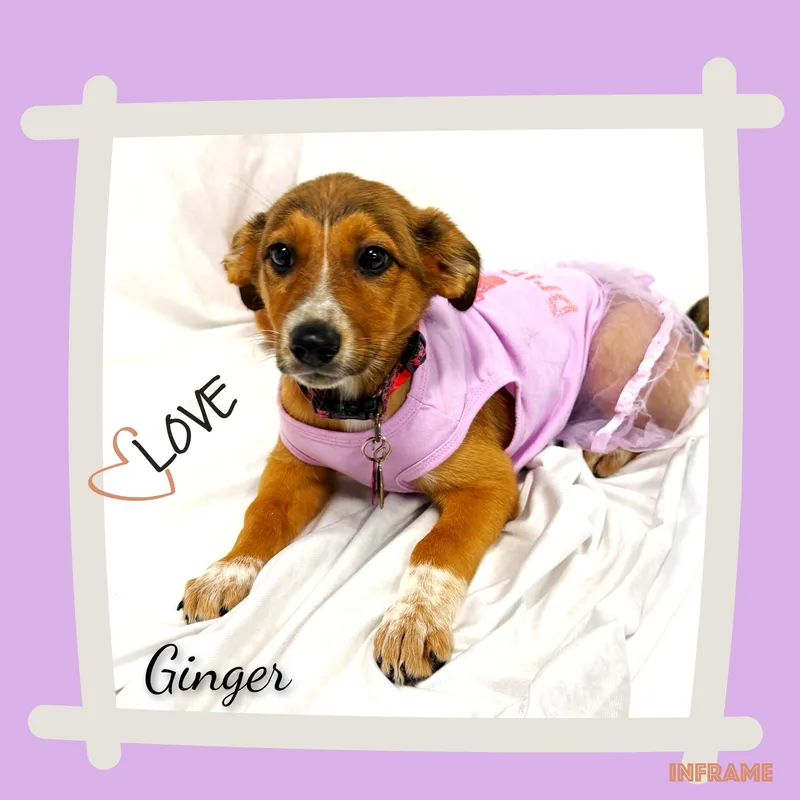 Ginger thumbnail 3