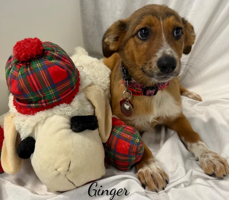 Ginger thumbnail 4