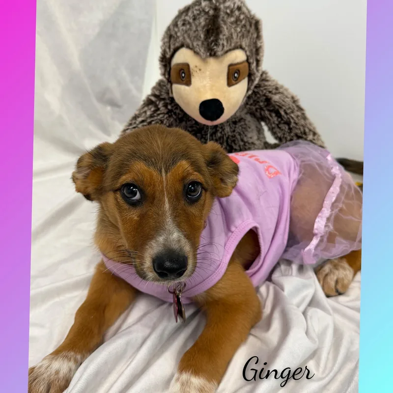 Ginger thumbnail 5