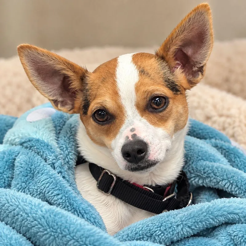 A baby small-sized female White / Cream Chihuahua dog named ChiChi for adoption in Plain City, OH