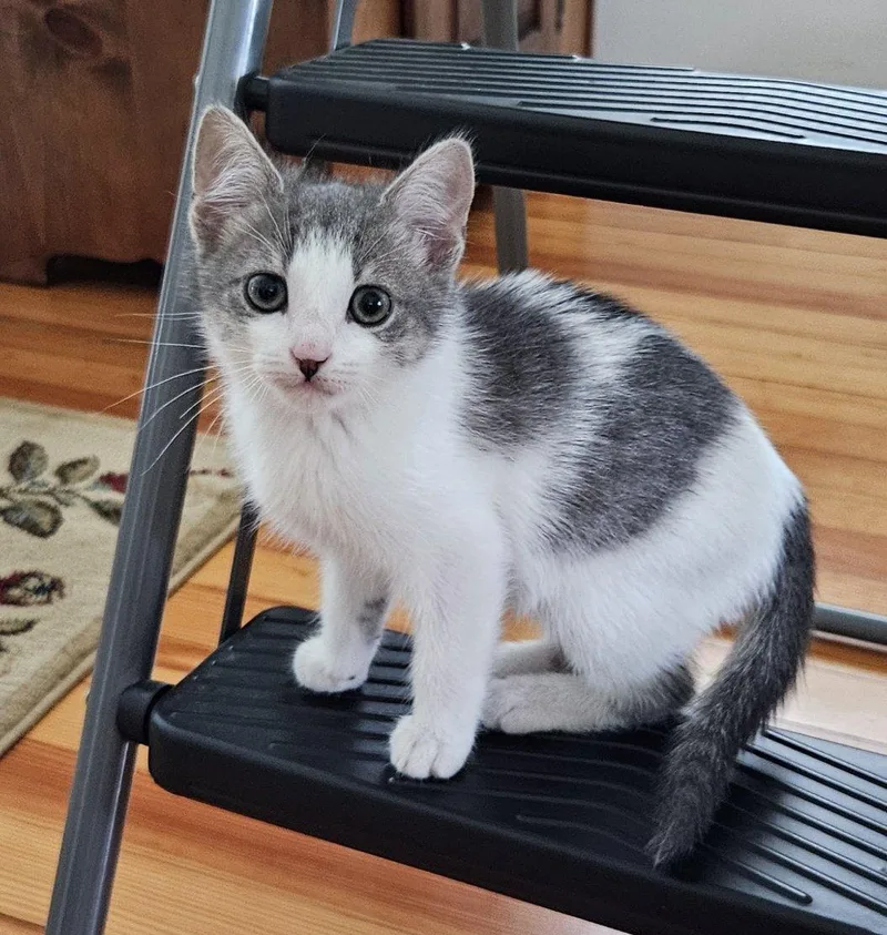 A baby medium-sized female Gray & White Domestic Short Hair cat named Sadie for adoption in Seneca, SC