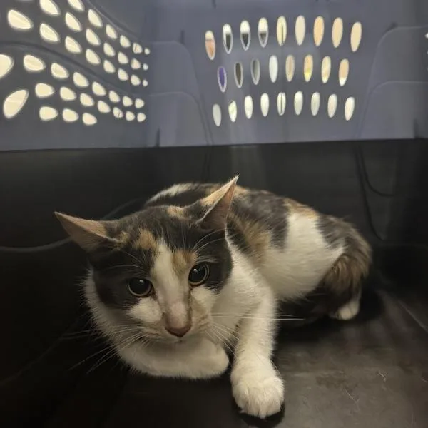 An adult small-sized female Domestic Short Hair cat named Dhalia for adoption in Des Moines, IA