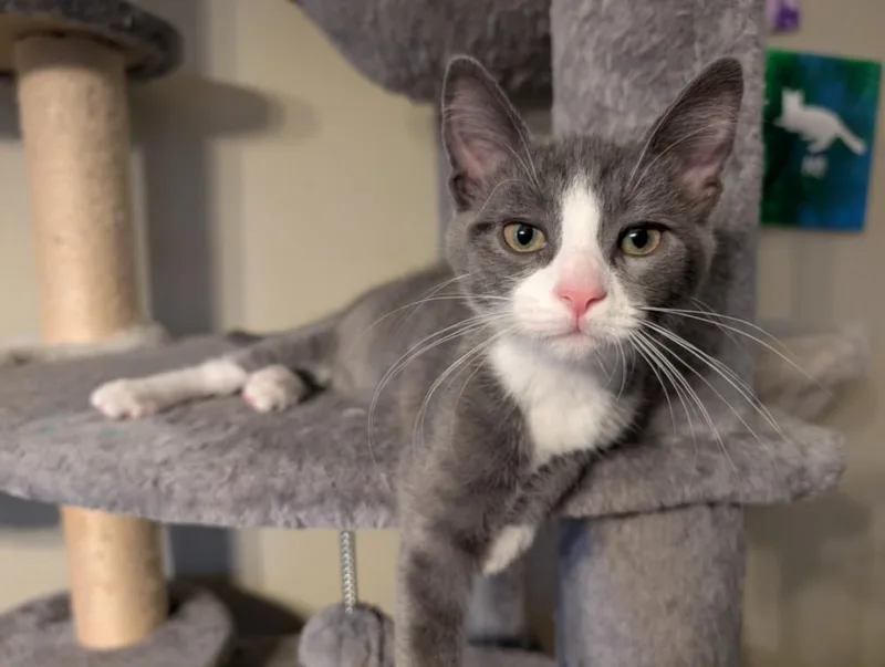 A baby small-sized male Domestic Short Hair cat named Guitar for adoption in Hagerstown, MD