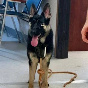 An adult large-sized female Black German Shepherd Dog dog named Tina for adoption in New Ringgold, PA