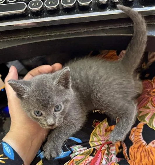 A baby medium-sized male Gray / Blue / Silver Domestic Short Hair cat named Massaman for adoption in Trenton, NJ