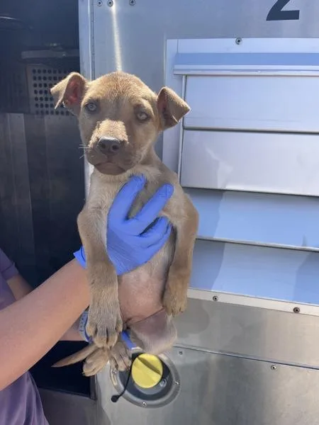A baby medium-sized female Pit Bull Terrier dog named Riley for adoption in Victorville, CA