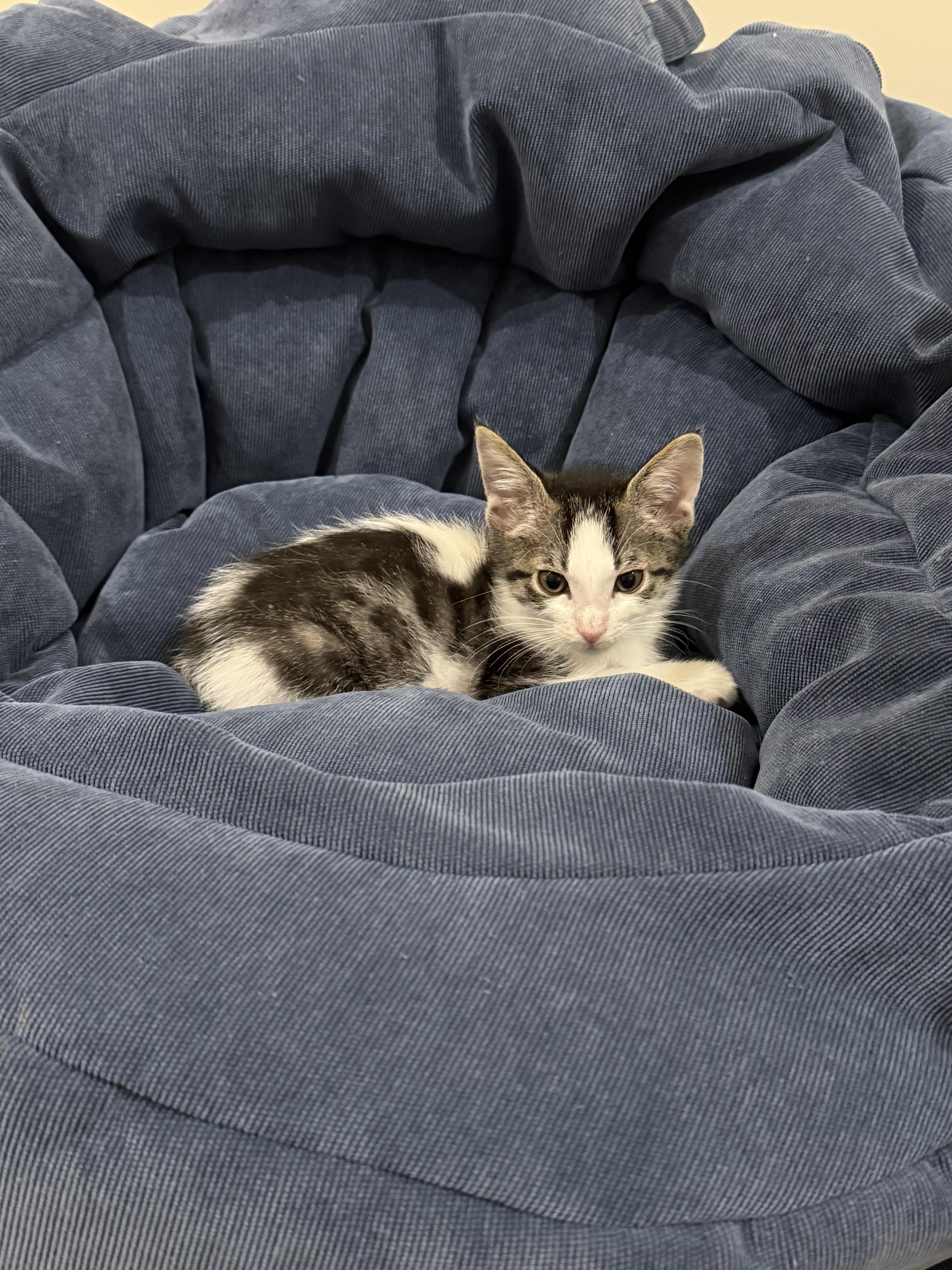 A baby medium-sized male Domestic Short Hair cat named Popcorn Chicken for adoption in Hope Valley, RI