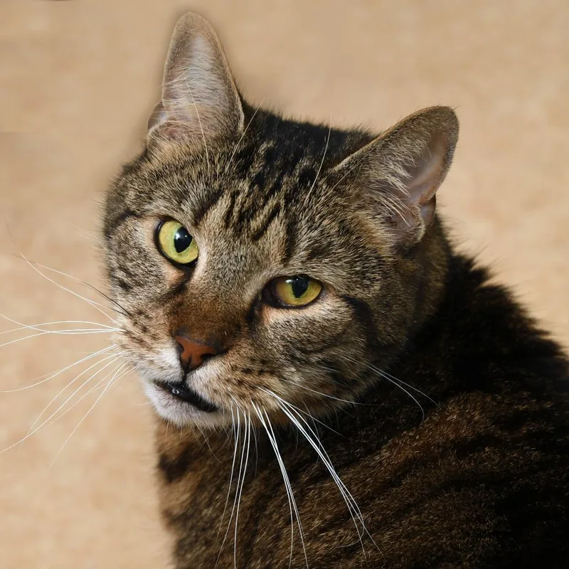 A senior extra large-sized male Brown / Chocolate Domestic Short Hair cat named Benjamin KC for adoption in Natick, MA