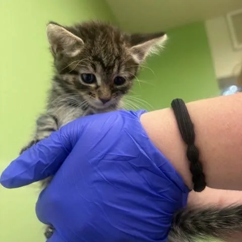 A baby small-sized female Gray / Blue / Silver Domestic Short Hair cat named Amelia for adoption in St. Helena, CA