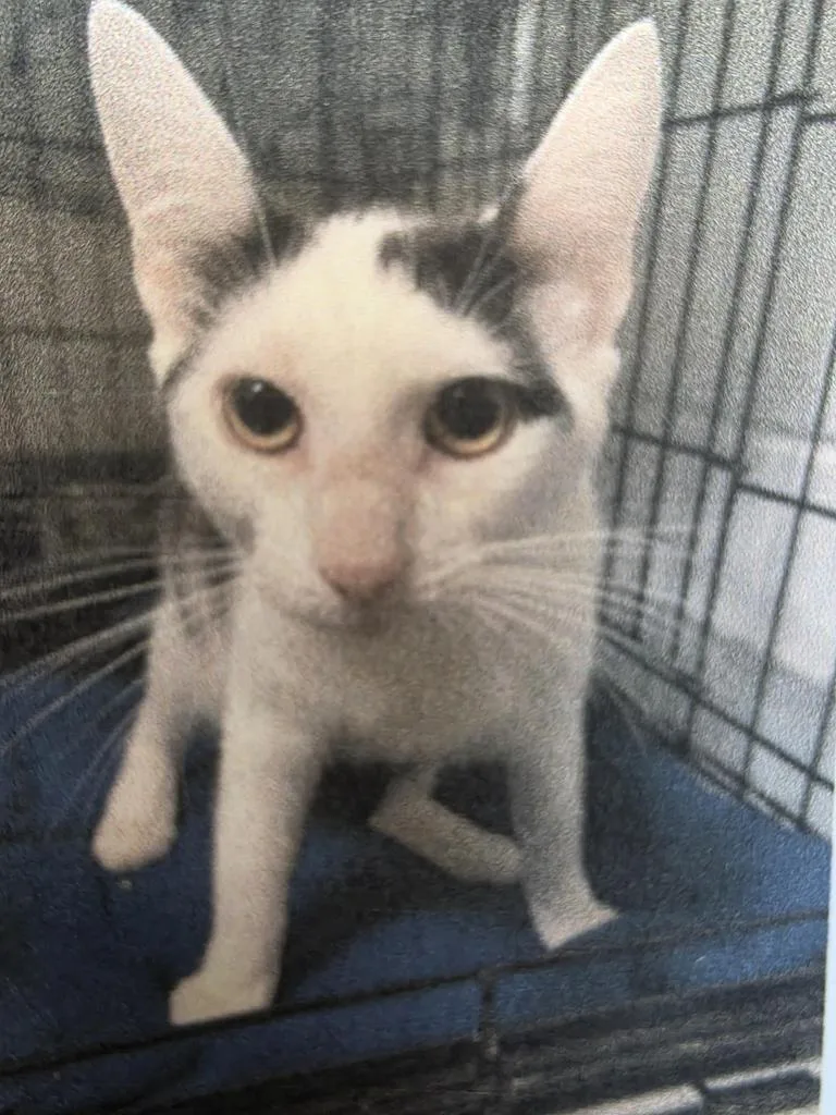 A young medium-sized female Domestic Short Hair cat named Mrs. Potato Head for adoption in Burnsville, NC