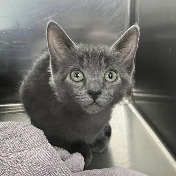 A baby small-sized male Domestic Short Hair cat named Hercules for adoption in Sioux City, IA