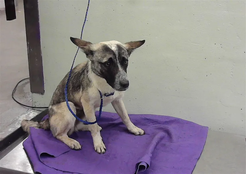 A young medium-sized female Australian Cattle Dog / Blue Heeler dog named Hari for adoption in Houston, TX