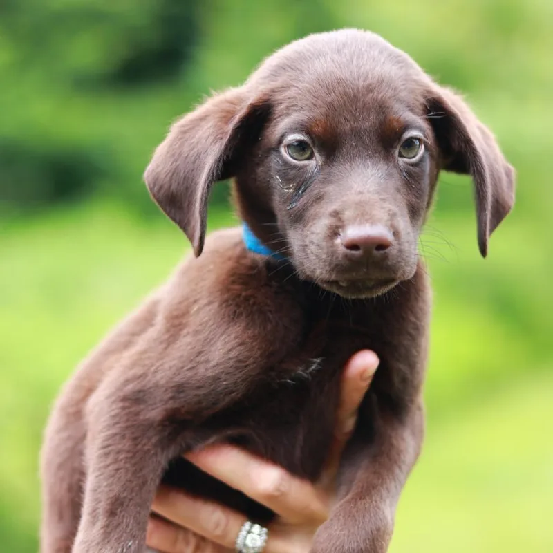 A baby medium-sized male Brown / Chocolate Pointer dog named CT Crunch Wrap for adoption in Stormville, NY