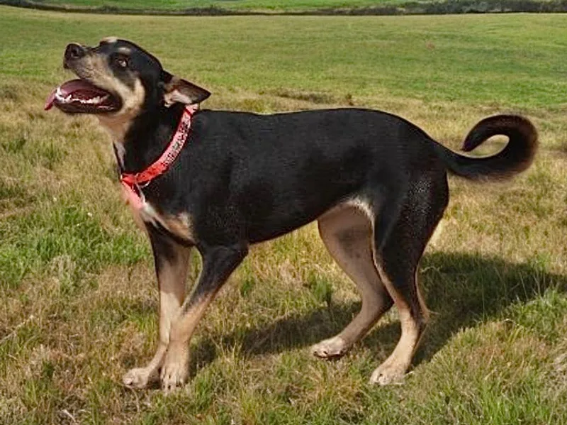 An adult medium-sized female Shepherd dog named Luna Baby for adoption in Kingman, AZ