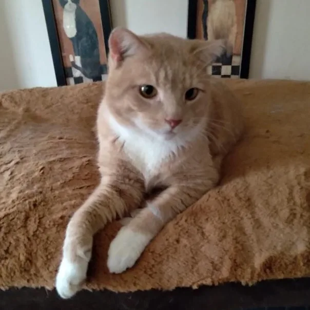 Creamsicle thumbnail 2