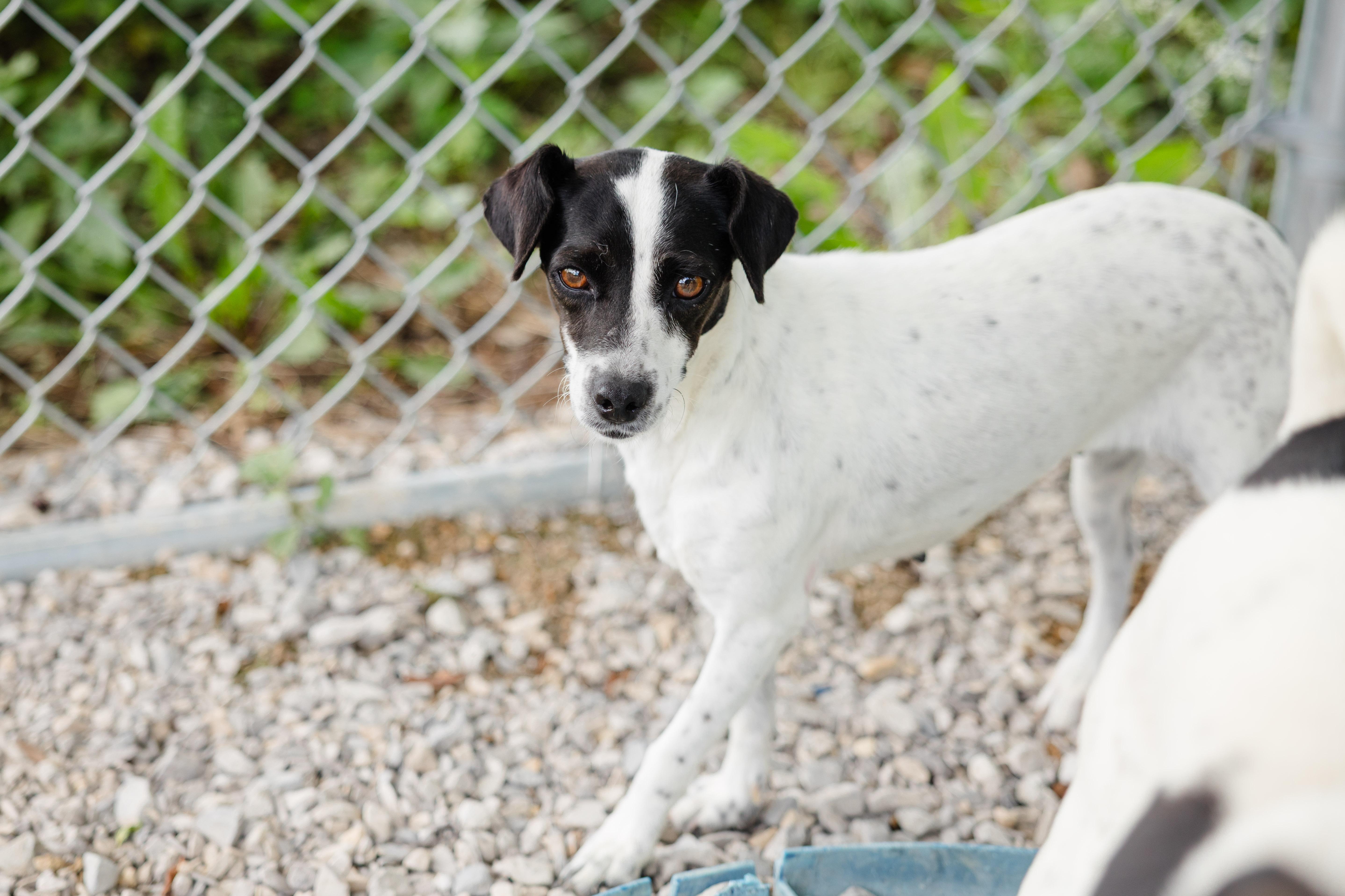 An adult small-sized female Rat Terrier dog named Ruby for adoption in Newburgh, IN