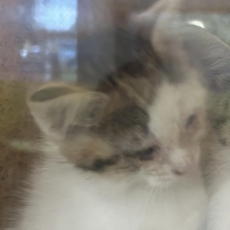 A baby small-sized female White Domestic Short Hair cat named Loopsy for adoption in Philadelphia, PA